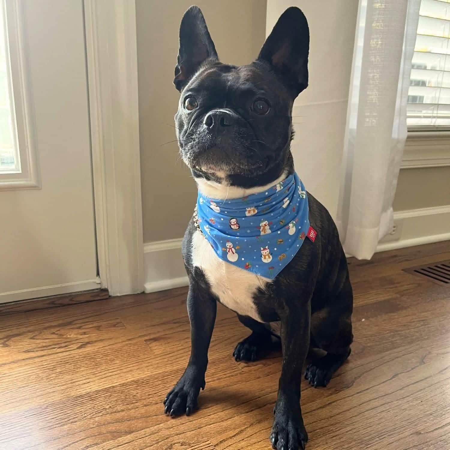 snow much fun modal dog bandana