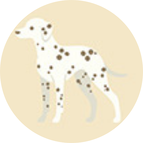 Dalmation
