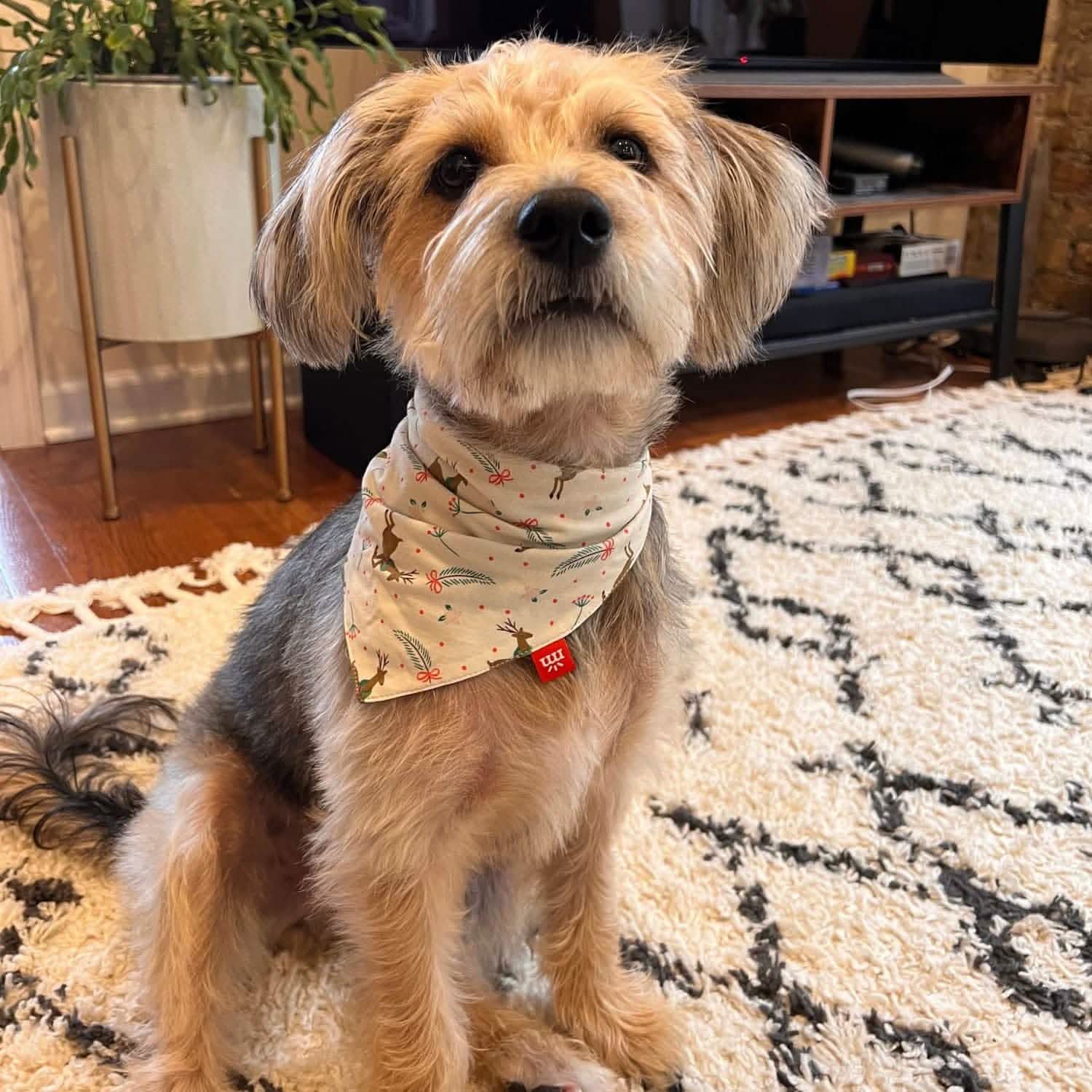 merry and bright modal dog bandana