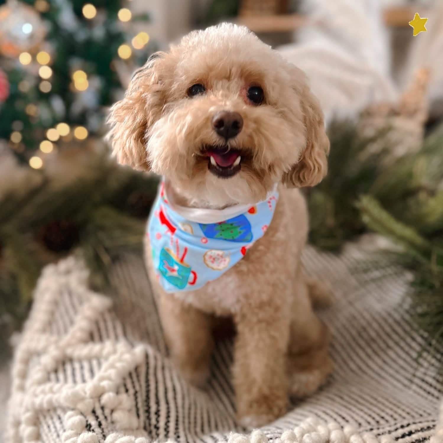 wake me up before you cocoa modal dog bandana